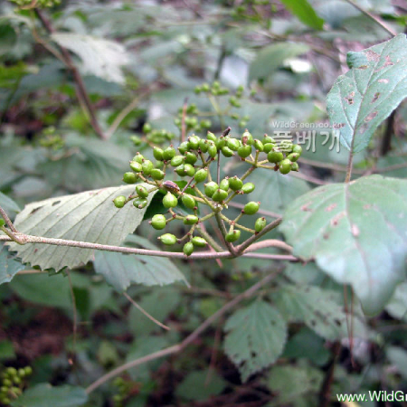 가막살나무(Viburnum dilatatum Thunb. ex Murray) : habal
