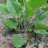 솜분취(Saussurea eriophylla Nakai) : 설뫼*