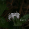 호자덩굴(Mitchella undulata Siebold & Zucc.) : 통통배