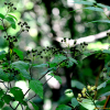 인가목조팝나무(Spiraea chamaedryfolia L.) : 설뫼