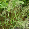 참새그령(Eragrostis cilianensis (All.) Vignolo ex Janch.) : 청암