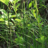 개쇠뜨기(Equisetum palustre L.) : 추풍