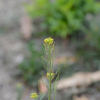 쑥부지깽이(Erysimum cheiranthoides L.) : 산들꽃