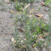 쑥부지깽이(Erysimum cheiranthoides L.) : 산들꽃