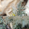 산괴불주머니(Corydalis speciosa Maxim.) : 산들꽃