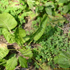 겨자무(Armoracia rusticana P.G.Gaertner) : 산들꽃