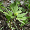 회리바람꽃(Anemone reflexa Steph. & Willd.) : 통통배