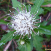 서덜취(Saussurea grandifolia Maxim.) : 무심거사