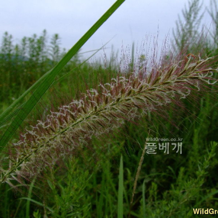 붉은수크령(Pennisetum alopecuroides var. erythrochaetum Ohwi) : 塞翁之馬