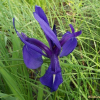 부채붓꽃(Iris setosa Pall. ex Link) : 설뫼*