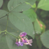 나비나물(Vicia unijuga A.Braun) : 꽃사랑