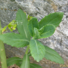 꿩의비름(Hylotelephium erythrostictum (Miq.) H.Ohba) : 둥근바위솔