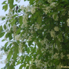 귀룽나무(Prunus padus L.) : 통통배