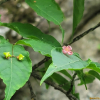 회목나무(Euonymus pauciflorus Maxim.) : 산들꽃