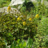 갯취(Ligularia mongolica (Turcz.) DC.) : 통통배