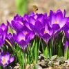 사프란(Crocus sativus L.) : 설뫼