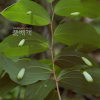 죽대(Polygonatum lasianthum Maxim.) : 산들꽃