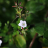 세잎쥐손이(Geranium wilfordii Maxim.) : 설뫼