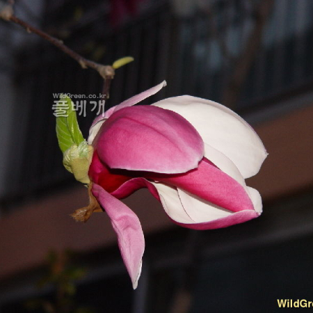 자주목련(Magnolia denudata var. purpurascens (Maxim.) Rehder & E.H.Wilson) : 별꽃