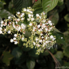 가막살나무(Viburnum dilatatum Thunb. ex Murray) : habal
