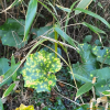 털머위(Farfugium japonicum (L.) Kitam.) : 현촌
