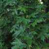 은단풍(Acer saccharinum L.) : 塞翁之馬