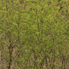 선버들(Salix triandra L. subsp. nipponica (Franch. & Sav.) A.K.Skvortsov) : 별꽃