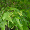 신나무(Acer tataricum subsp. ginnala (Maxim.) Wesm.) : 통통배