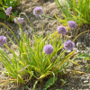 참두메부추(Allium spirale Willd.) : habal