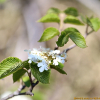 분단나무(Viburnum furcatum Blume) : 추풍