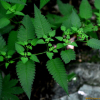 그늘송이풀(Pedicularis resupinata var. umbrosa Kom. ex Nakai) : 무심거사
