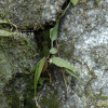 거미고사리(Asplenium ruprechtii Sa.Kurata) : 塞翁之馬