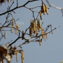 개암나무 : 하이디촌장