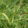 나도별사초(Carex gibba Wahlenb.) : 도리뫼