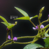 돌콩(Glycine max (L.) Merr. subsp. soja (Siebold & Zucc.) H.Ohashi) : 고들빼기