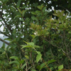 꼬리말발도리(Deutzia paniculata Nakai) : Hanultari