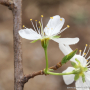 자두나무 : 산들꽃