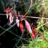 바늘여뀌(Persicaria bungeana (Turcz.) Nakai ex Mori) : 꽃사랑