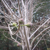 천선과나무(Ficus erecta Thunb.) : 박용석