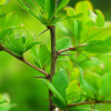 매발톱나무(Berberis amurensis Rupr.) : habal