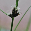 매자기(Bolboschoenus maritimus (L.) Palla) : 추풍