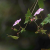 큰세잎쥐손이(Geranium knuthii Nakai) : 두레골
