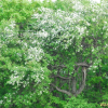 야광나무(Malus baccata Borkh.) : 무심거사