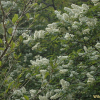 귀룽나무(Prunus padus L.) : 설뫼*