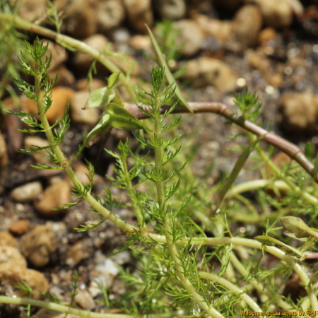선물수세미(Myriophyllum ussuriense (Regel) Maxim.) : 무심거사