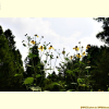 삼잎국화(Rudbeckia laciniata L.) : 산들꽃
