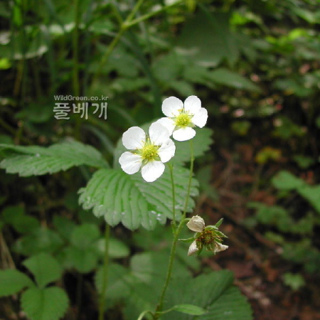 흰땃딸기(Fragaria nipponica Makino subsp. chejuensis Staudt & Olbricht) : 벼루