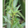 여뀌바늘(Ludwigia epilobioides Maxim.) : 추풍