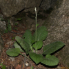 금강분취(Saussurea diamantiaca Nakai) : 무심거사