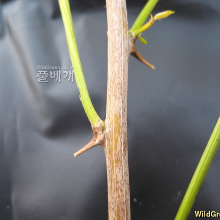 천문동(Asparagus cochinchinensis (Lour.) Merr.) : 두레
